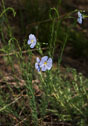 Linum lewisii